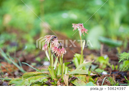 ショウジョウバカマ 50624397