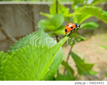 てんとうむし、てんとう虫、緑、ななほしてんとう、葉っぱ、あじさい、庭、宮崎、昆虫、虫、飛ぶ間際、植物の写真素材 [50624451] - PIXTA