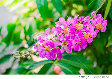 Inthanin, Queen's flower. Inthanin, Queen's flower. 50624678