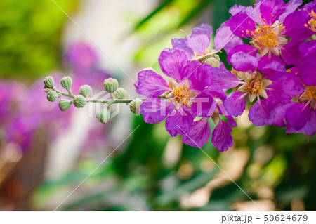 Inthanin, Queen's flower. 50624679