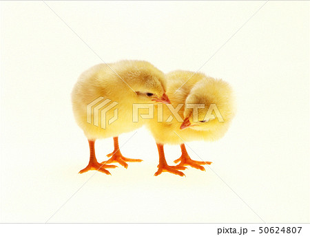 ヒヨコ可愛い ヒヨコ可愛い 50624807