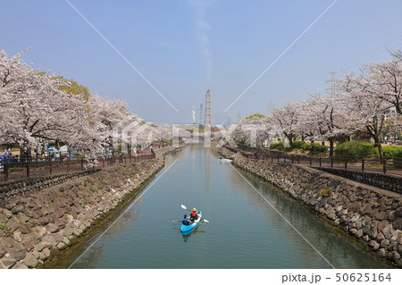 平和市民公園の桜 平和市民公園の桜 50625164