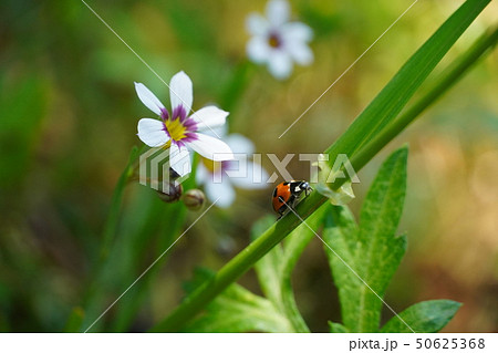 ニワゼキショウ ナンキンアヤメ 庭に咲く花 小さい花 可愛い 可憐 五月 快晴 雑草の写真素材