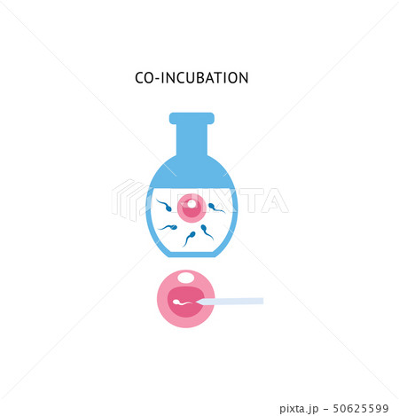 Egg and sperm in co-incubation procedure, in vitro fetrilization injection in medical laboratory 50625599