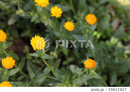 フユシラズの花 50625827