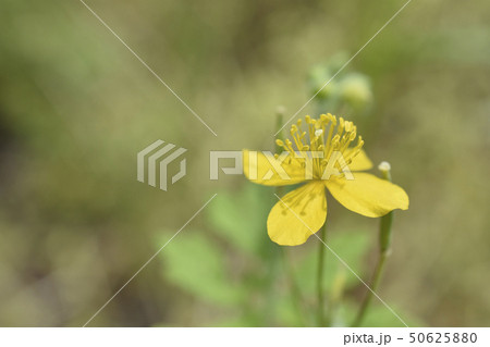 草の黄 50625880