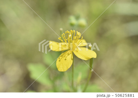 草の黄 50625881