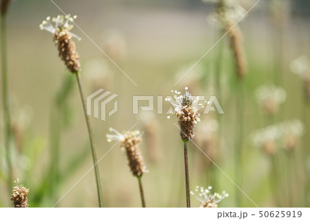 ヘラオオバコ ヘラオオバコ 50625919