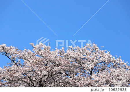 満開の桜 満開の桜 50625923