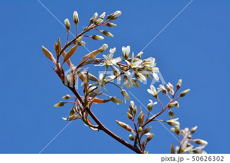ジューンベリーの白い花が咲くの写真素材