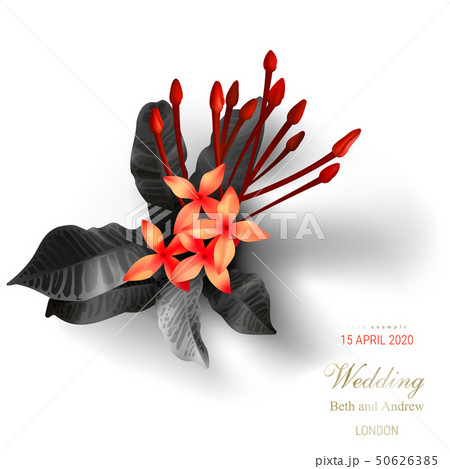 Tropical black and gold leaves on white background 50626385