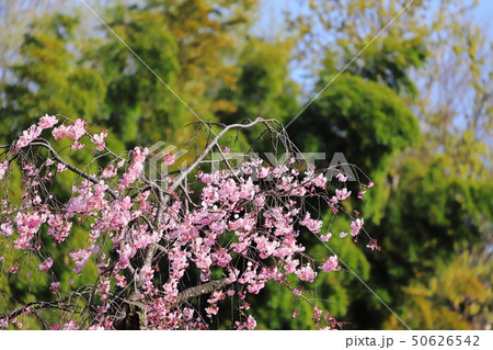 満開の枝垂桜 50626542