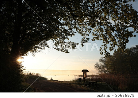 Silhouettes of trees on the edge of the lake 50626979