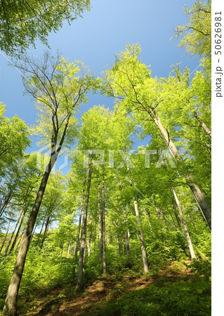 Spring beech forest against the blue sky 50626981