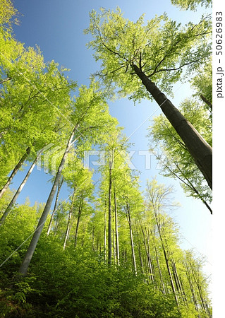 Spring beech forest against the blue sky 50626983