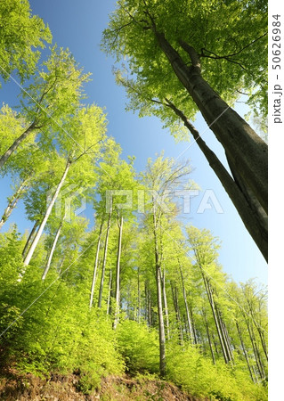 Spring beech forest against the blue sky 50626984