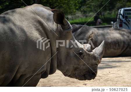 ミナミシロサイ 50627025