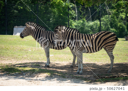 二頭のチャップマンシマウマ	 50627041