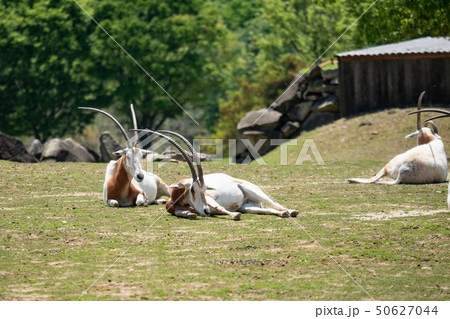 三頭のシロオリックス 50627044