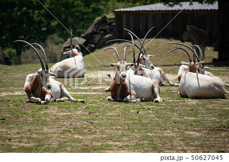 シロオリックスの群れ 50627045