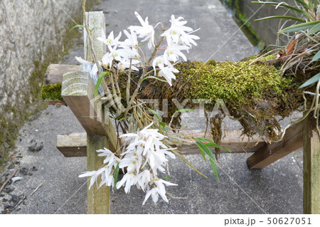 石斛　2019.4.28　満開 50627051