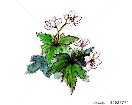 ニリンソウ ニリンソウ 50627774