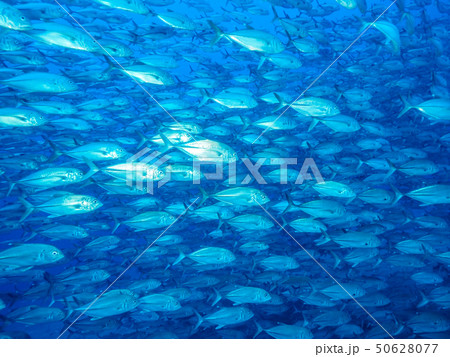 魚の群れ 50628077