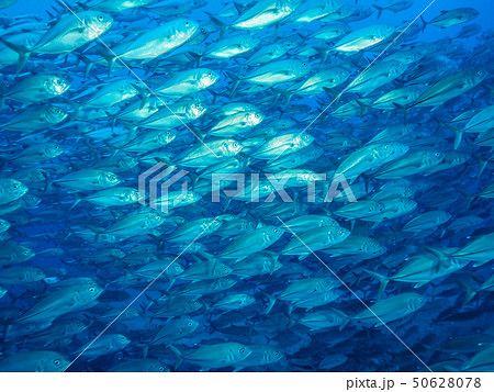 魚の群れ 魚の群れ 50628078