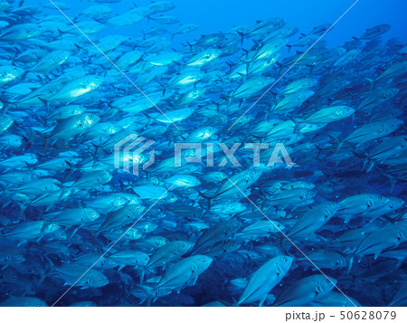 魚の群れ 50628079