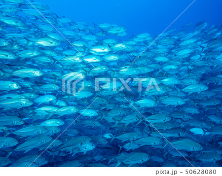 魚の群れ 50628080