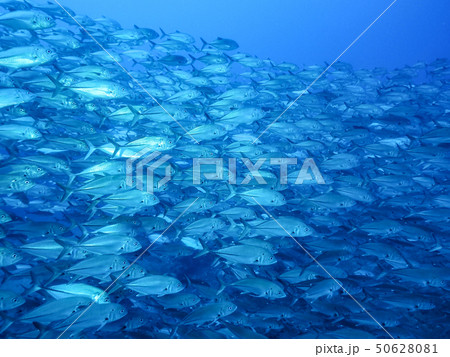 魚の群れ 魚の群れ 50628081