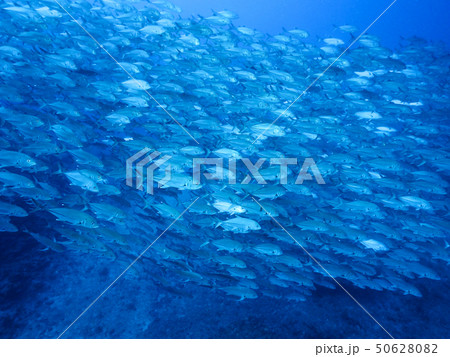 魚の群れ 魚の群れ 50628082