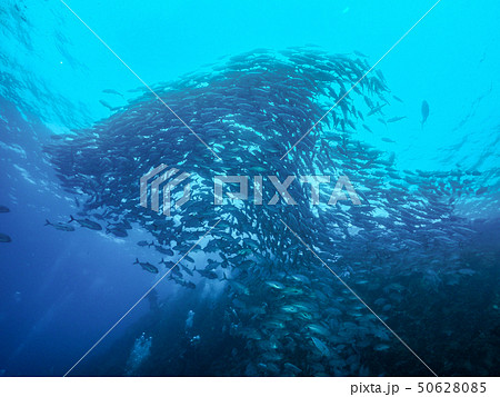 魚の群れ 50628085