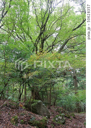 広葉樹の森 広葉樹の森 50628357