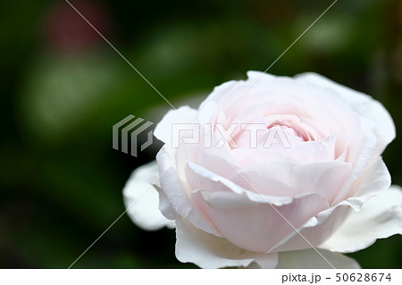 白い薔薇_アンナプルナ 50628674