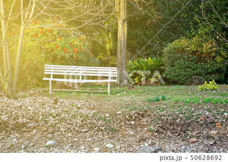 Park bench stands on a path in autumn Park bench stands on a path in autumn 50628692