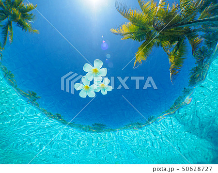 プルメリア プルメリア 50628727