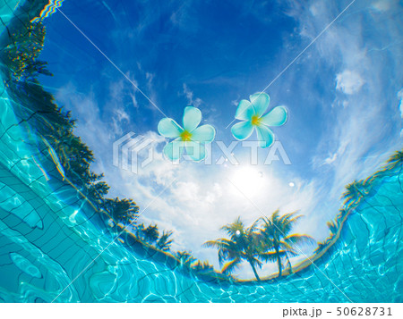 プルメリア 50628731