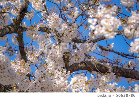 桜と青空と雀 50628786