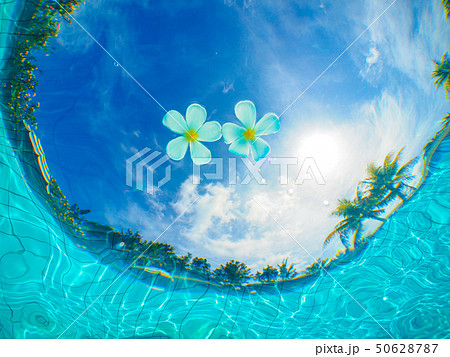 プルメリア 50628787