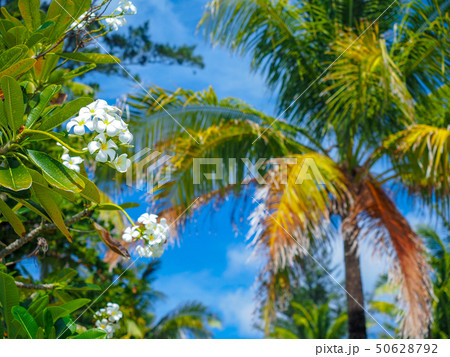 プルメリア プルメリア 50628792