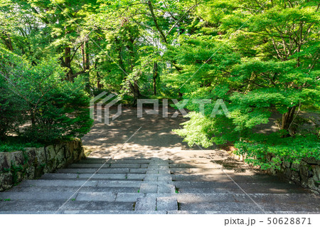 新緑 京都毘沙門堂門跡 50628871