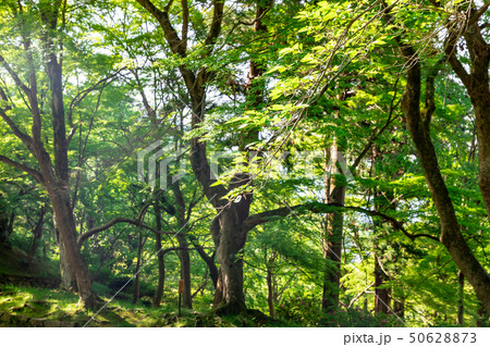 新緑 京都毘沙門堂門跡 50628873