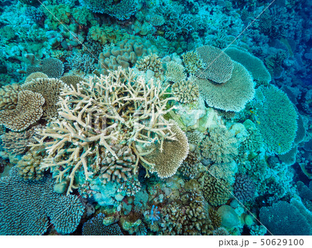 サンゴ 50629100