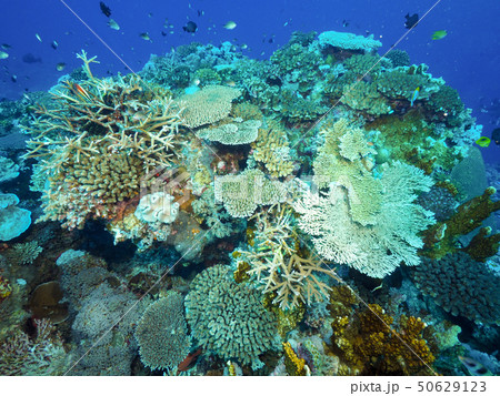 サンゴ サンゴ 50629123