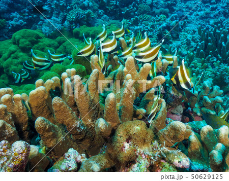 サンゴ サンゴ 50629125