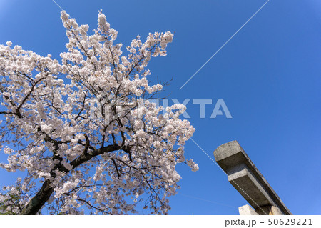 東照宮の桜 50629221