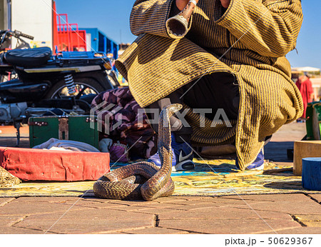 Snake charmer plays music for his cobra at the Jemaa el-Fnaa square in Marrakesh 50629367