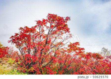 朝霧と紅葉のナナカマド 朝霧と紅葉のナナカマド 50629370