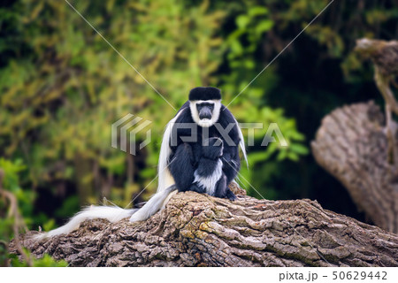 Mantled guereza and its baby Mantled guereza and its baby 50629442
